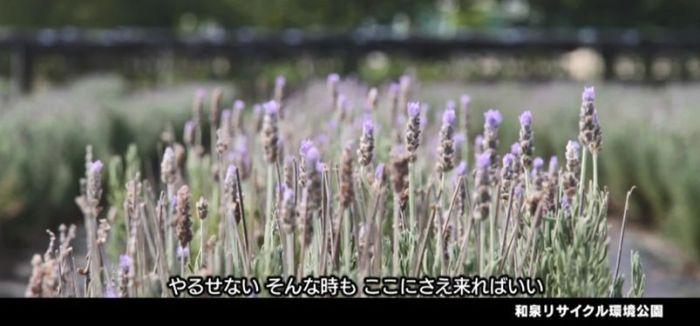 「和泉・久保惣ミュージアムタウンPR動画」内で紹介された、リサイクル環境公園のラベンダーのキャプチャー