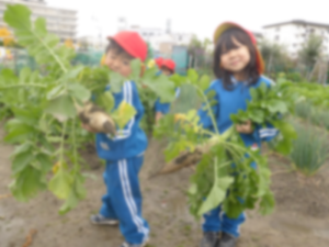 大根の収穫