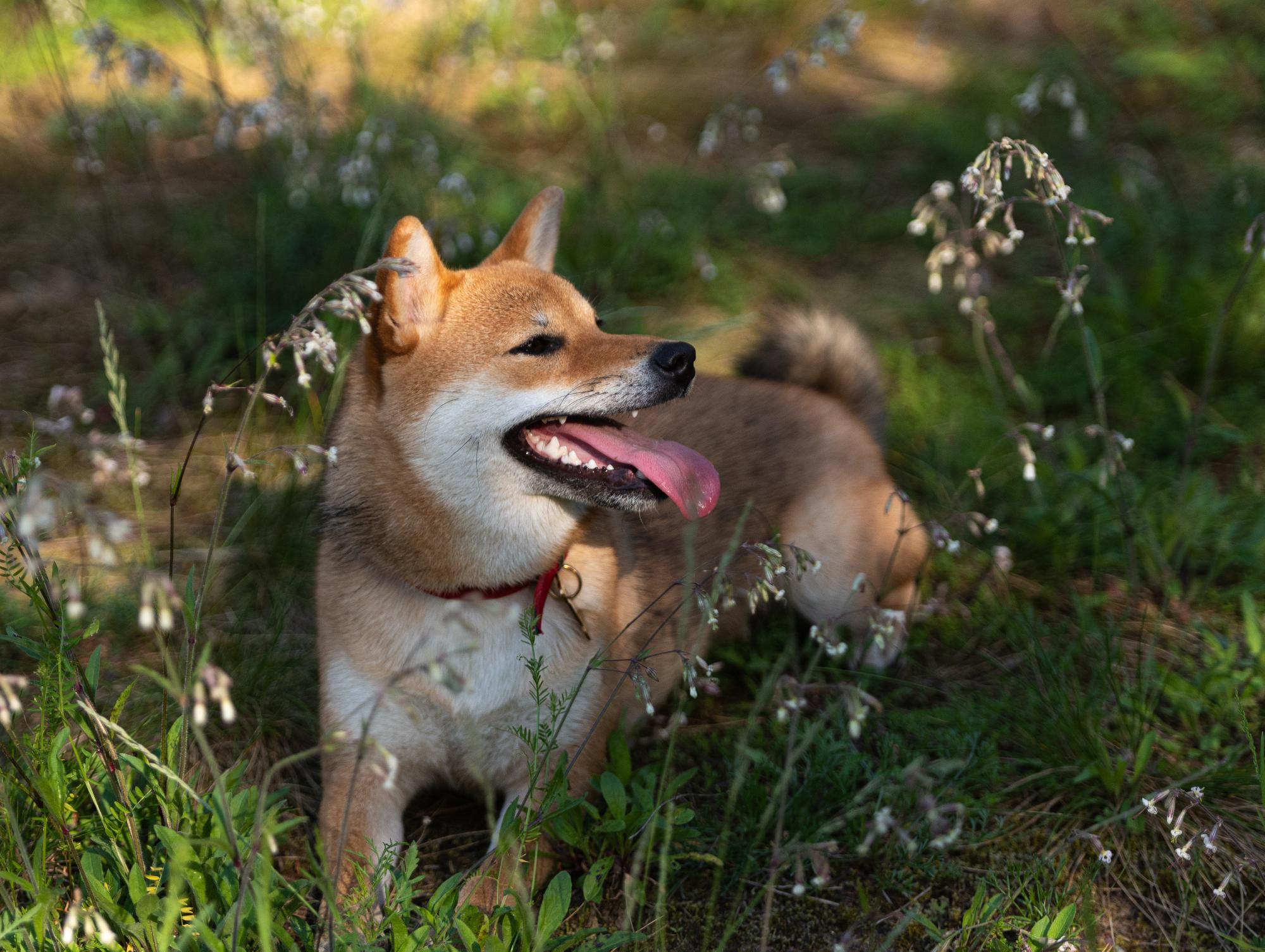 柴犬