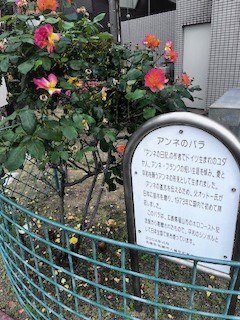 アンネのバラが花壇にきれいに咲く様子