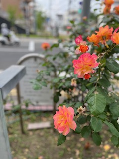 アンネのバラが花壇にきれいに咲く様子がアップにされている写真