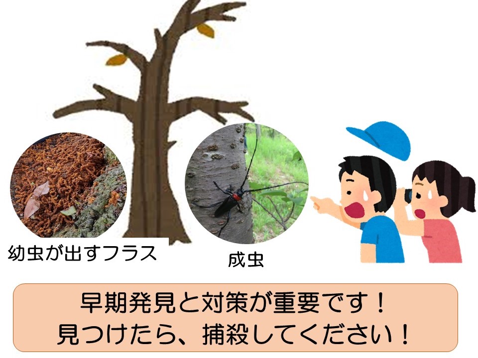 クビアカツヤカミキリ防除画像