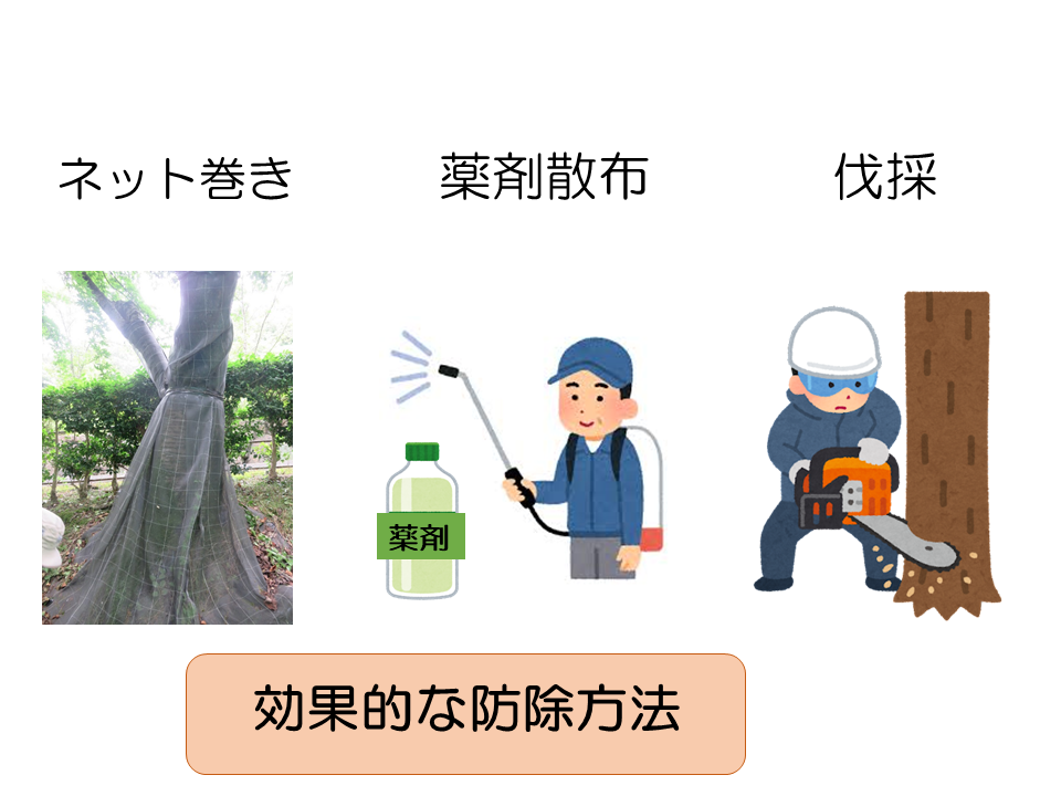 クビアカ防除画像