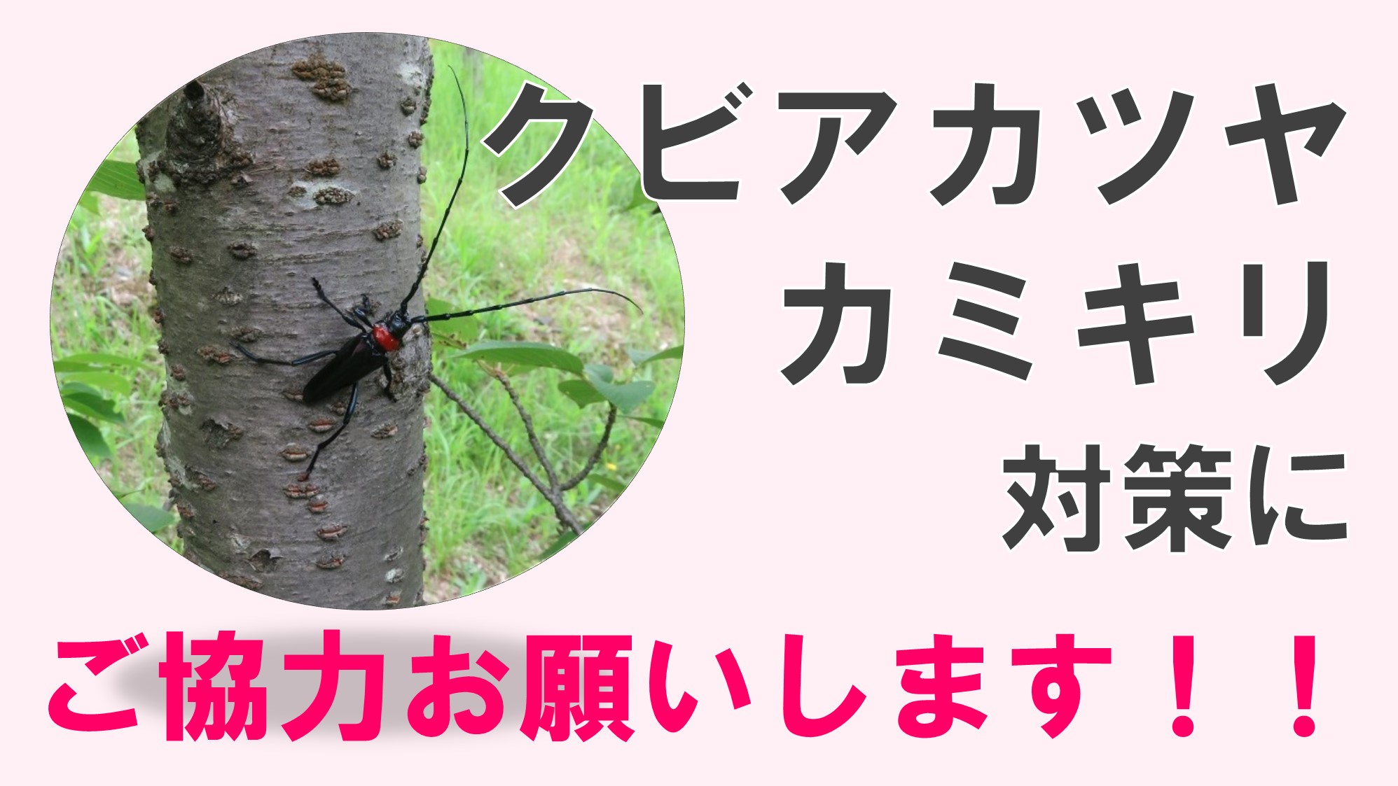クビアカツヤカミキリ防除画像