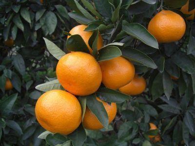 mikan