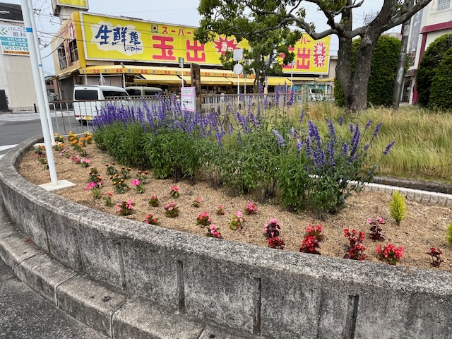 令和6年5月24日信太山駅前ロータリーに花が咲く様子