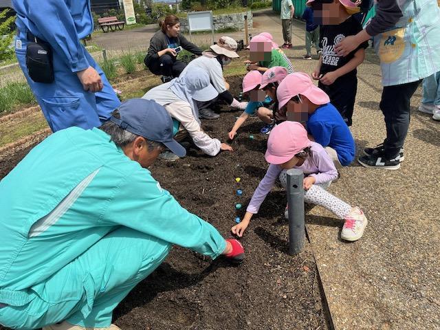 令和6年5月20日みなまつ保育園の園児がひまわりの種を植える様子