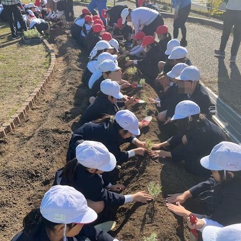 令和6年11月21日南松尾はつが野学園2年生の児童がラベンダーを植える様子