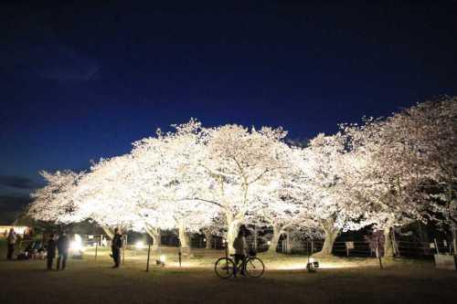 桜の名所として有名な黒鳥山公園の、ライトアップされた夜桜の写真