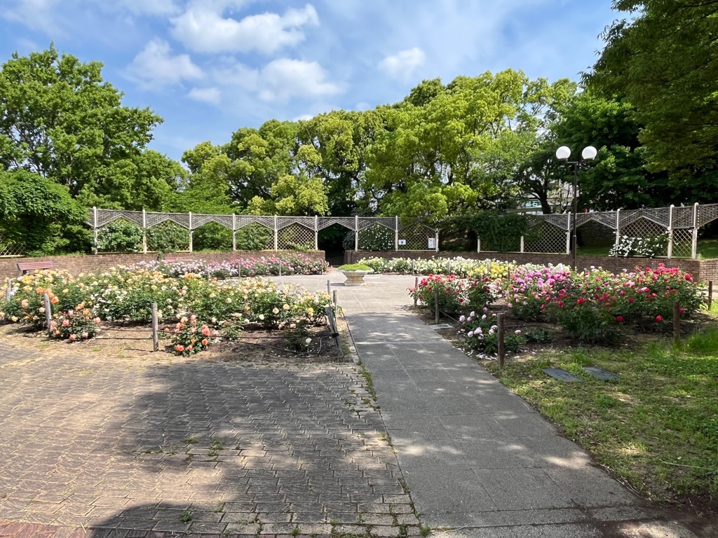 5月15日バラ園全景の様子
