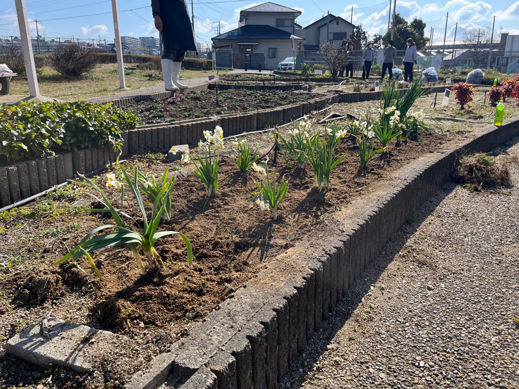令和7年3月9日箕形児童遊園 水仙の様子