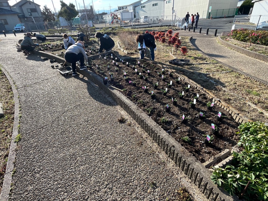 令和7年3月9日箕形児童遊園 芝桜の様子