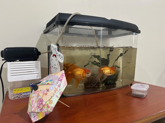 教育センター外観金魚1