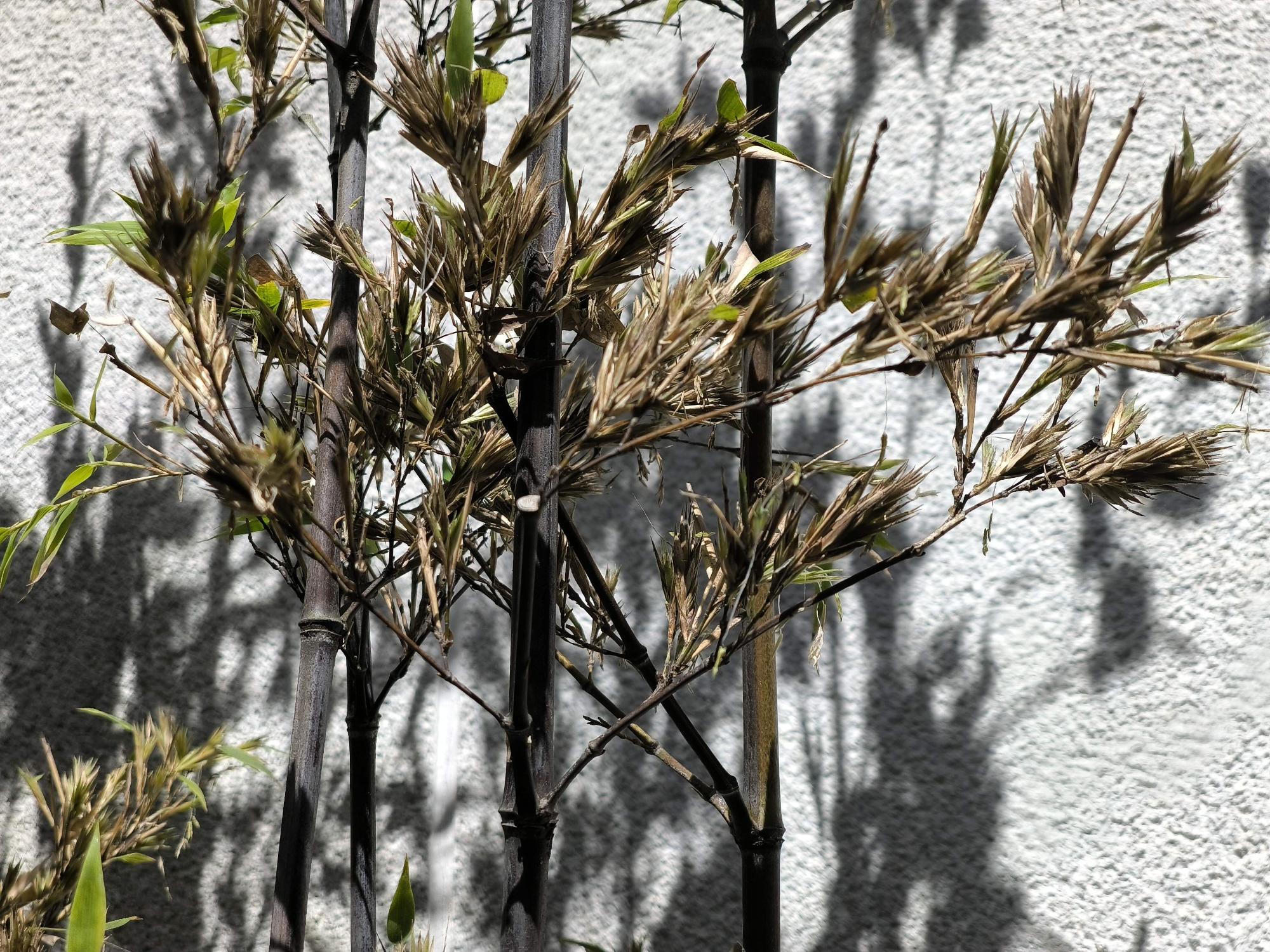 クロチクの花が咲いている様子