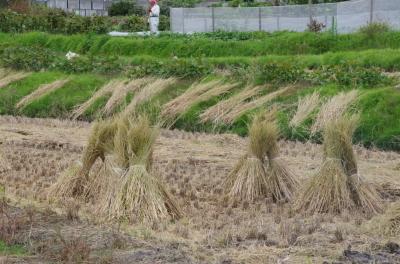 和泉市のお米「きぬむすめ」の稲刈りが完了した時の写真