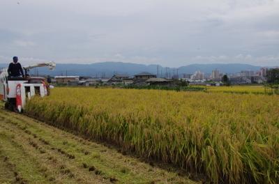 和泉市のお米「きぬむすめ」の稲刈りの様子の写真