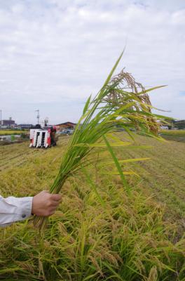 和泉市のお米「きぬむすめ」を稲刈りで一房手にとった写真