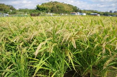 和泉市のお米である「きぬむすめ」の稲穂の写真