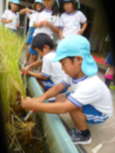 稲の収穫