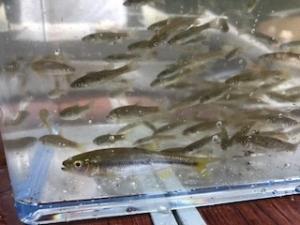 見つけた魚を水槽に入れて観察します