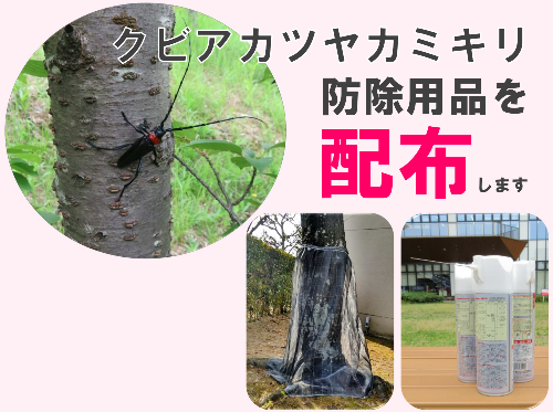和泉市クビアカツヤカミキリ防除用品配布