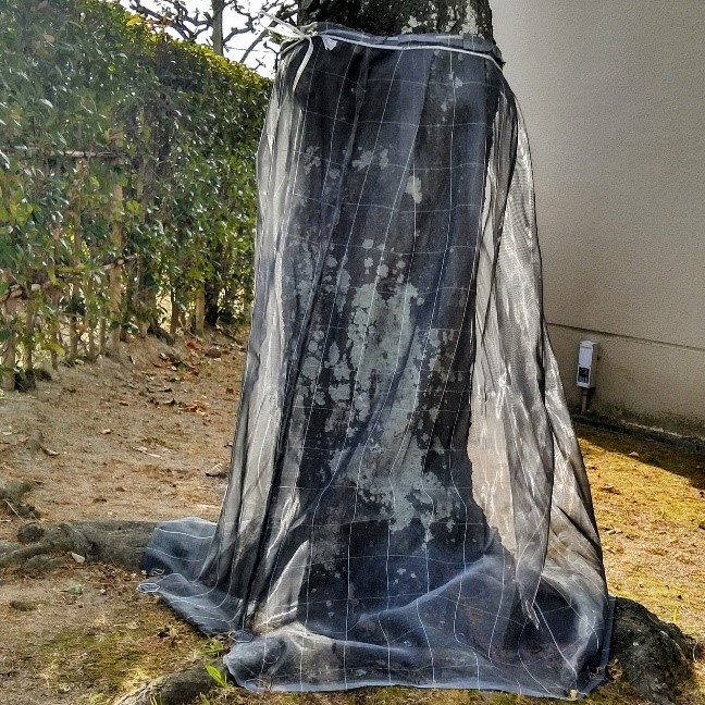 クビアカツヤカミキリ防除ネット