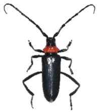 クビアカツヤカミキリの成虫