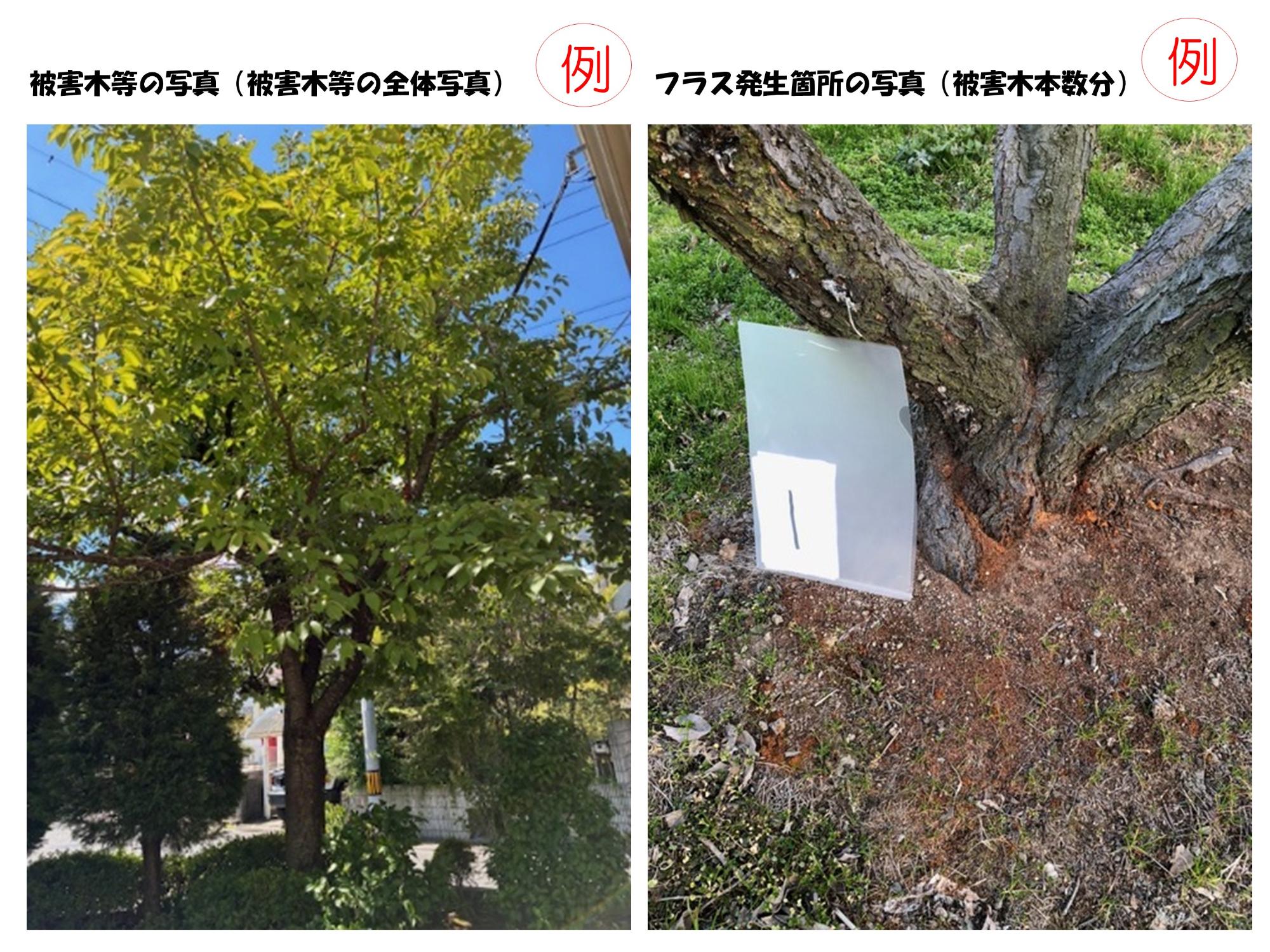 写真の例