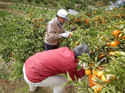 和泉みかんの収穫