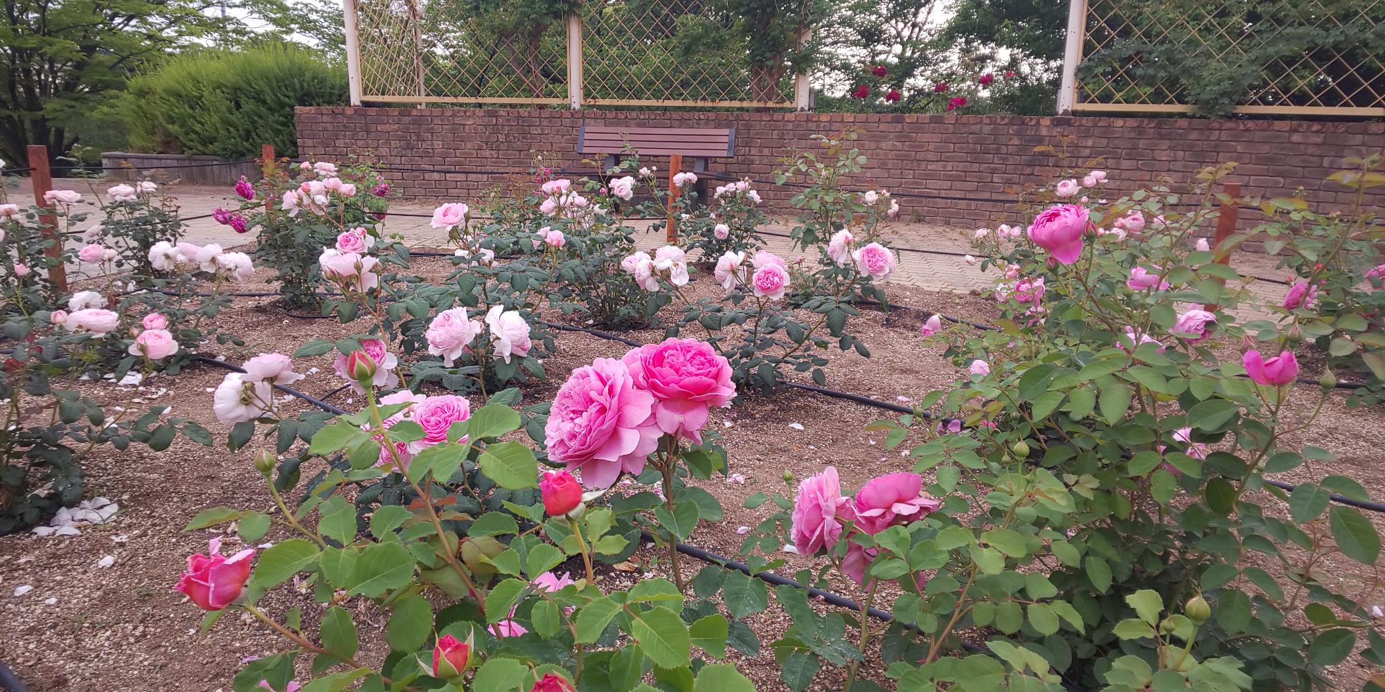 2020.05.12開花状況2