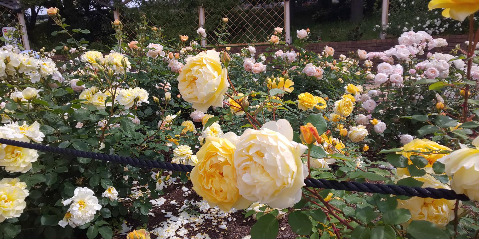 2021.05.11開花状況2
