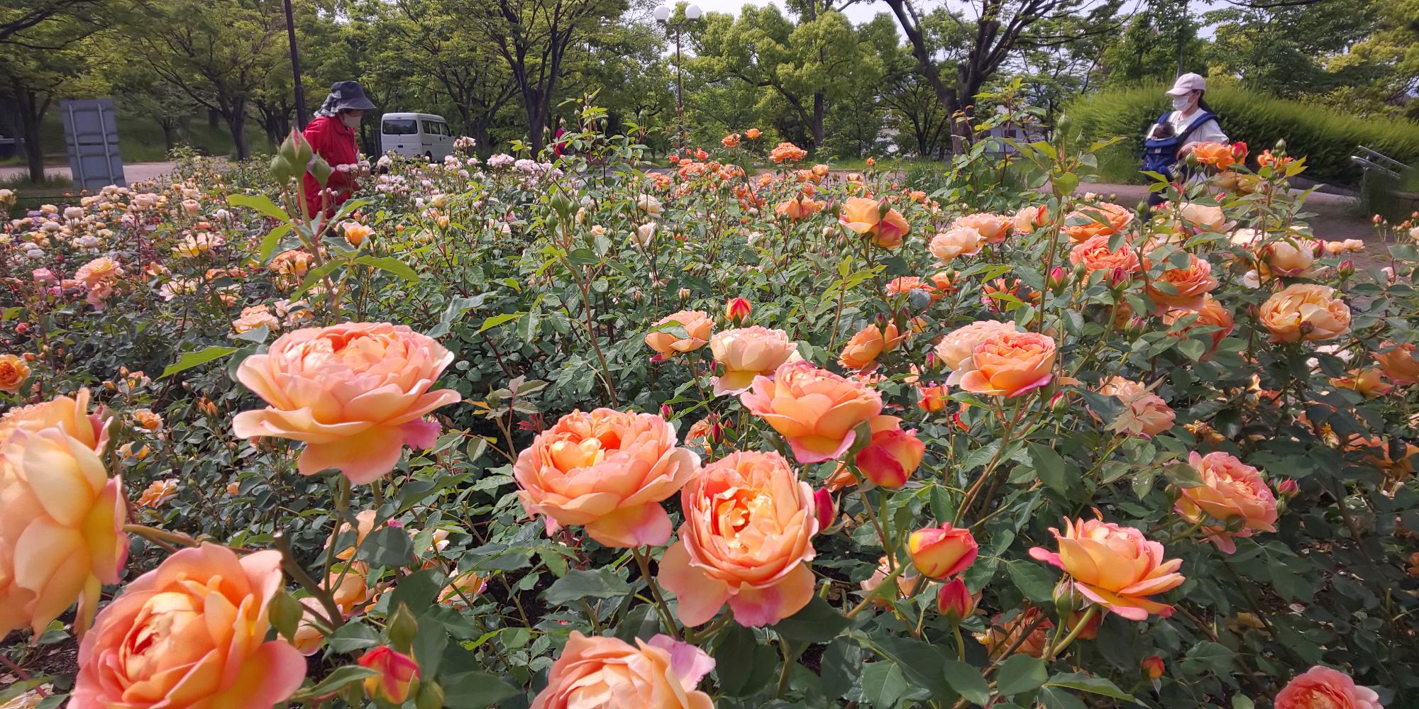 2021.05.11開花状況3