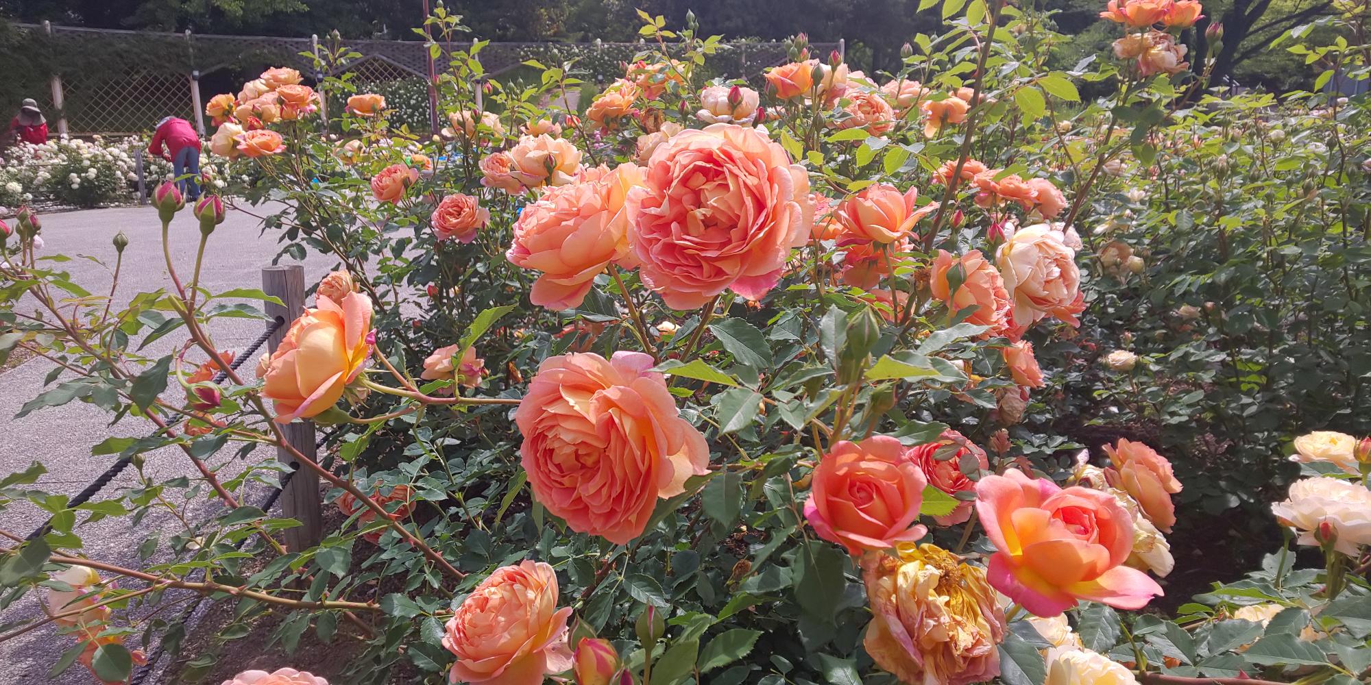 2021.05.11開花状況5