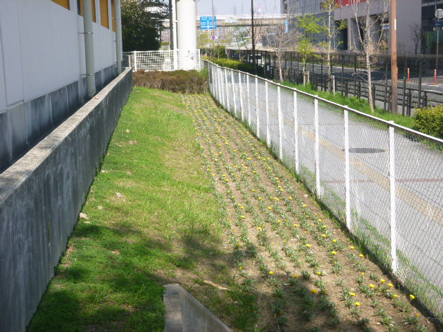 ガザニア1