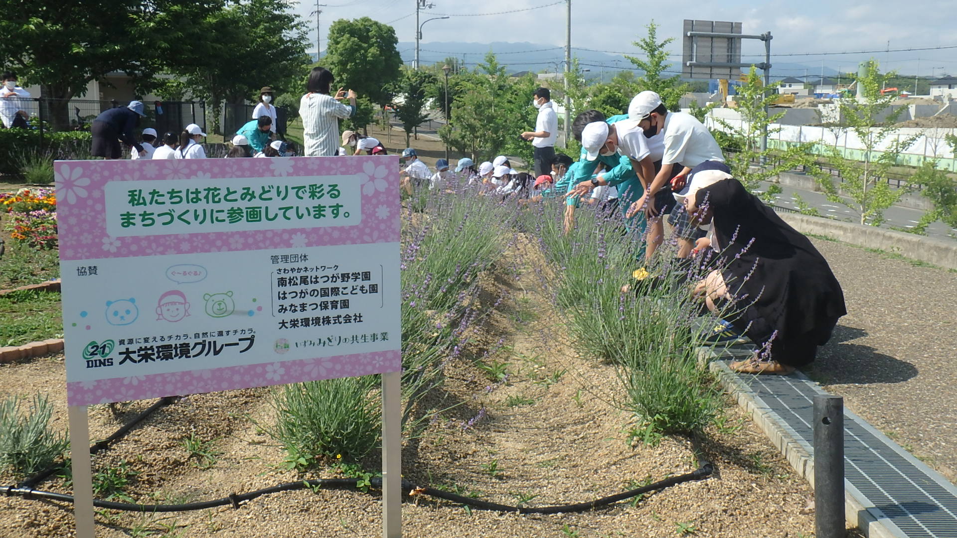 ラベンダー収穫