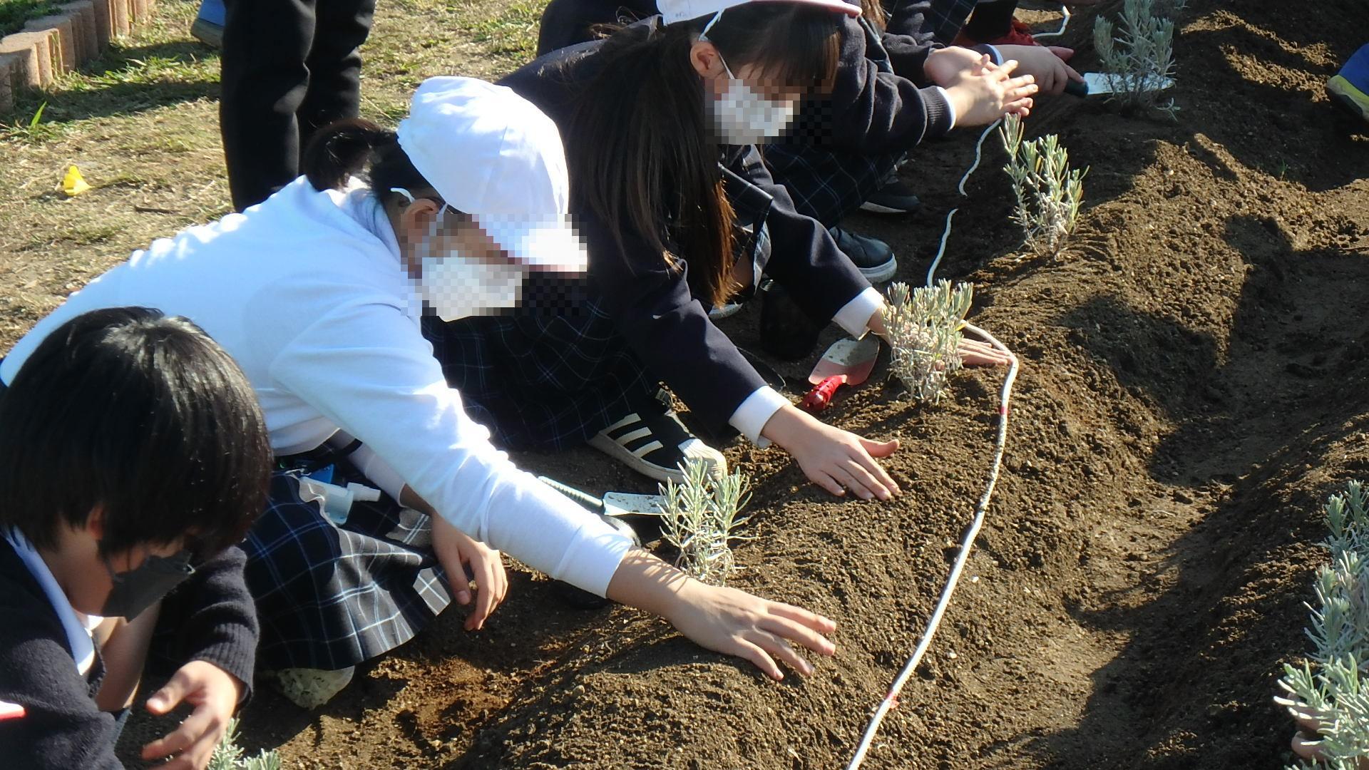 植樹2