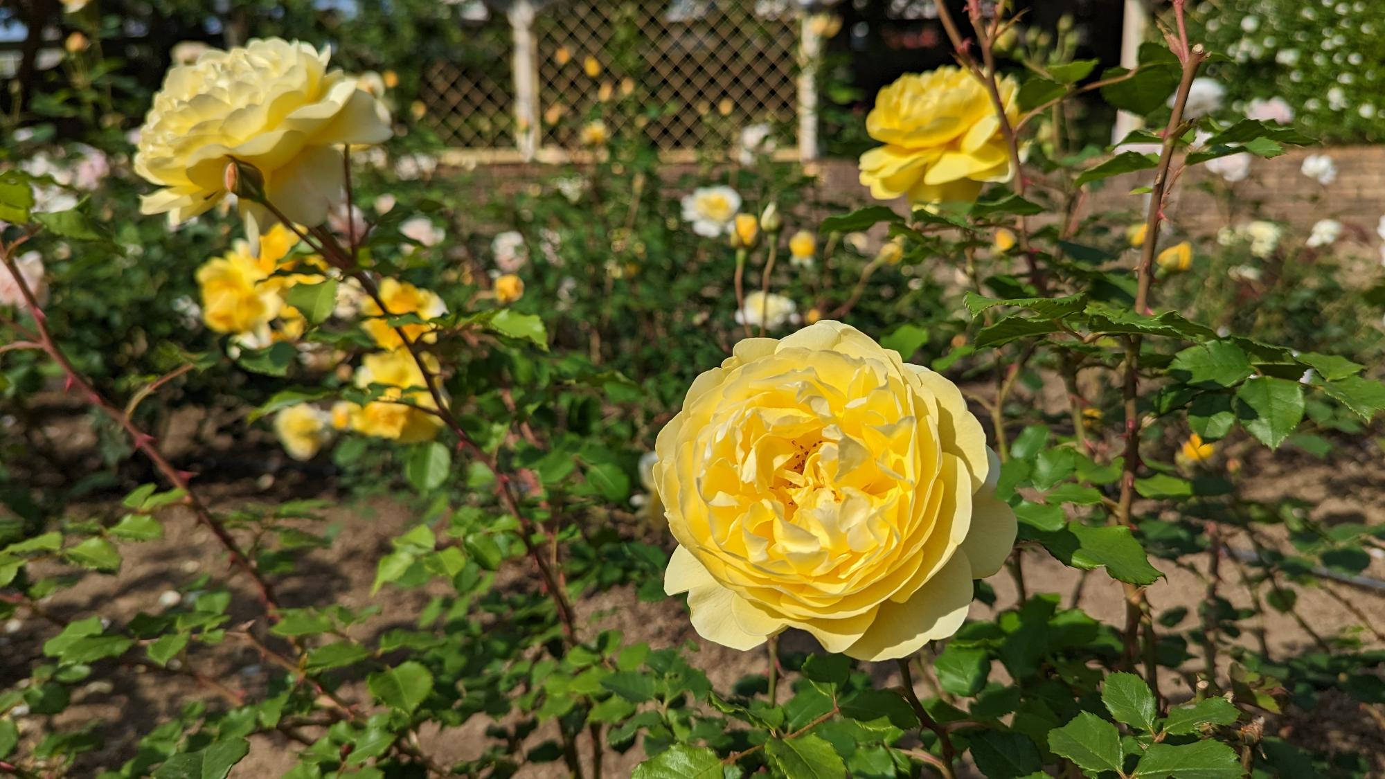 R5開花04