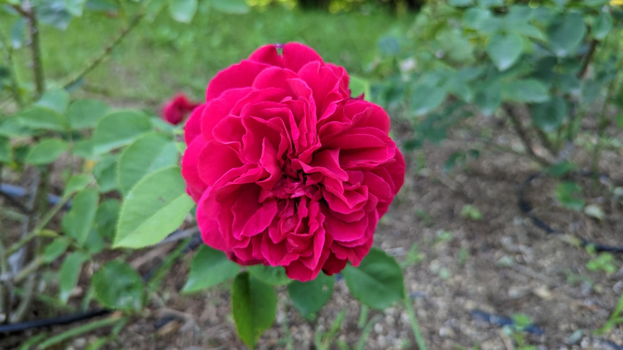 R5開花01