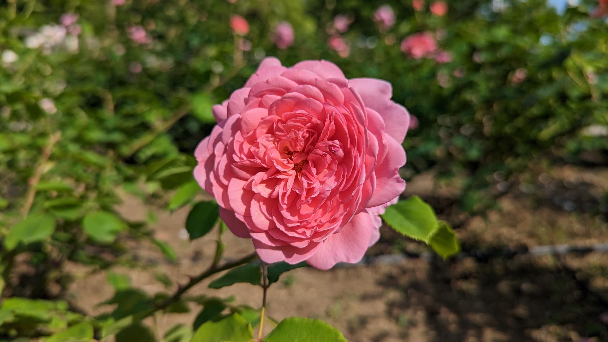 R5開花02