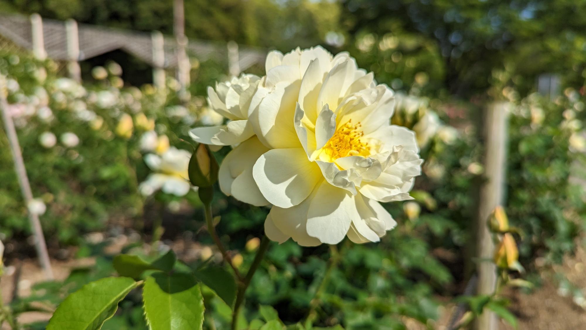 R5開花03