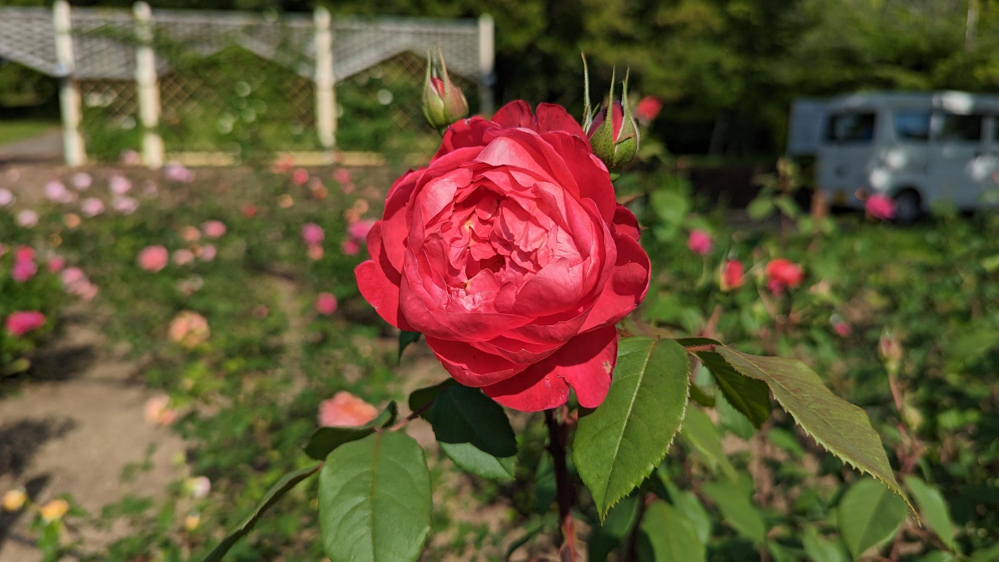 R5開花05