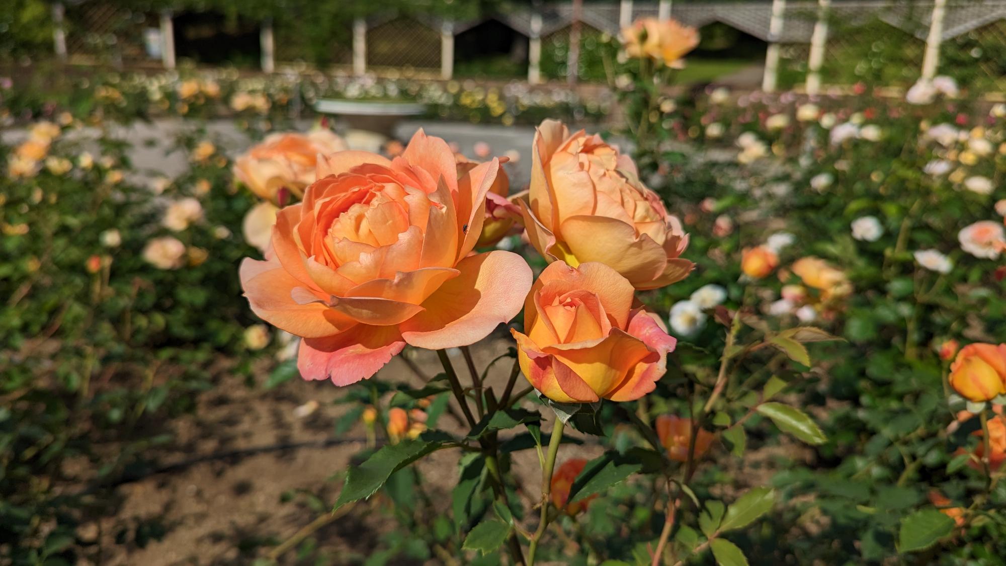 R5開花06