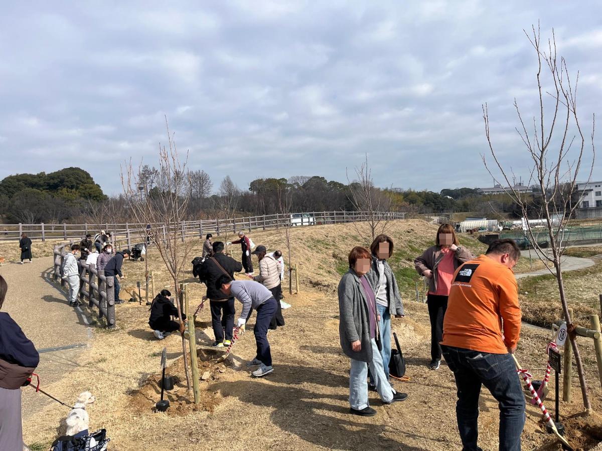 桜の植樹2