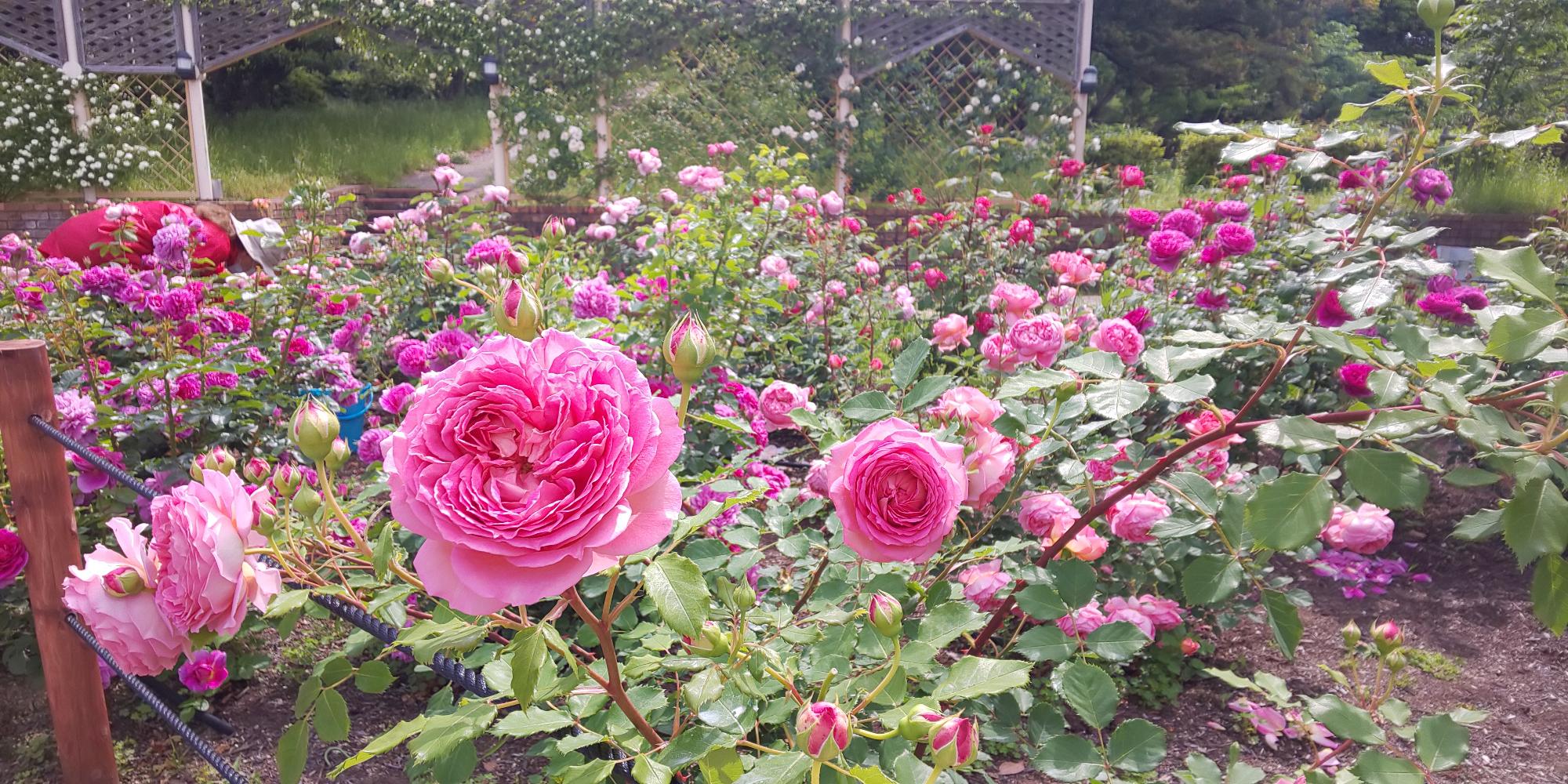 園内のバラ