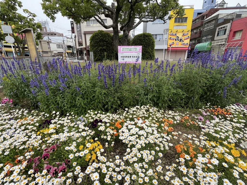令和7年5月19日花壇の様子 近景