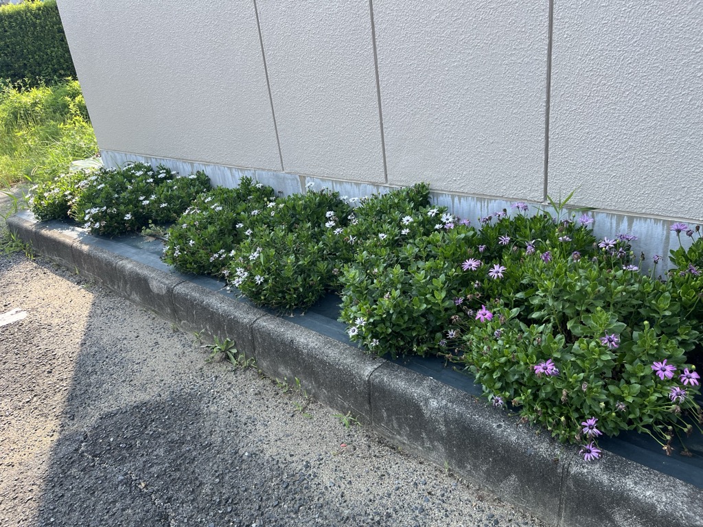 オステオスペルマムが咲く様子