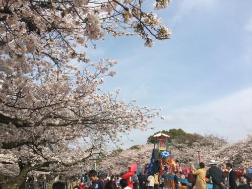 桜の名所として有名な黒鳥山公園にて、桜が咲いている時期の写真