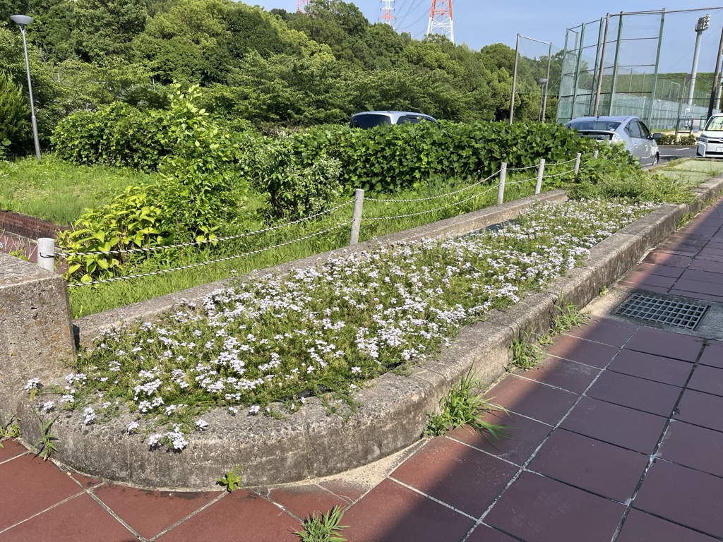 タピアンが咲く様子