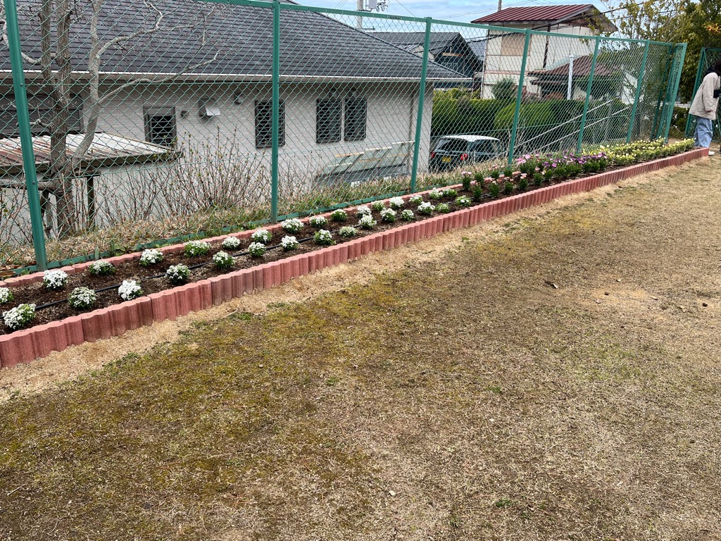 イベリス オステオスペルマムの様子