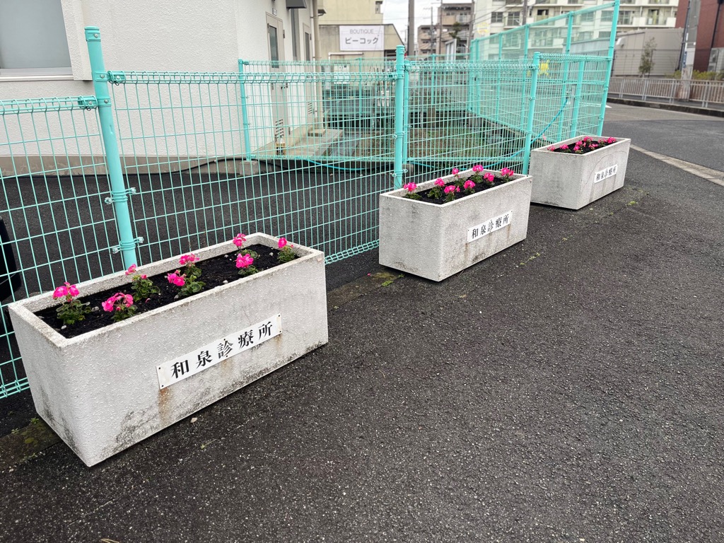 ゼラニウムが咲く様子